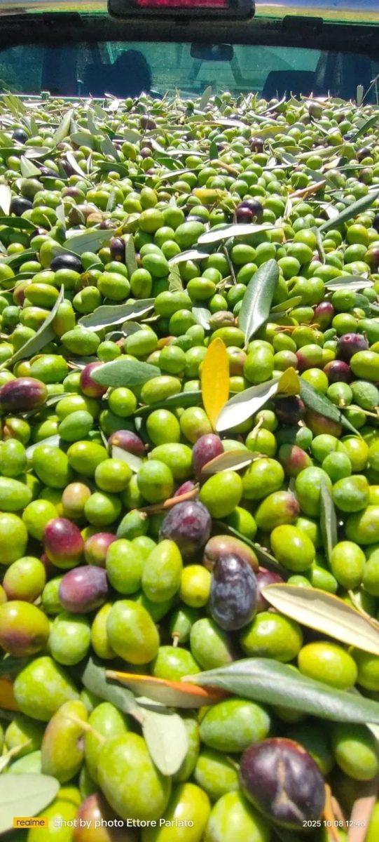 WhatsApp-Image-2025-10-24-at-15.46.00