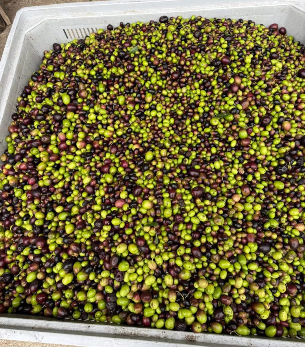 WhatsApp-Image-2025-10-24-at-15.47.17