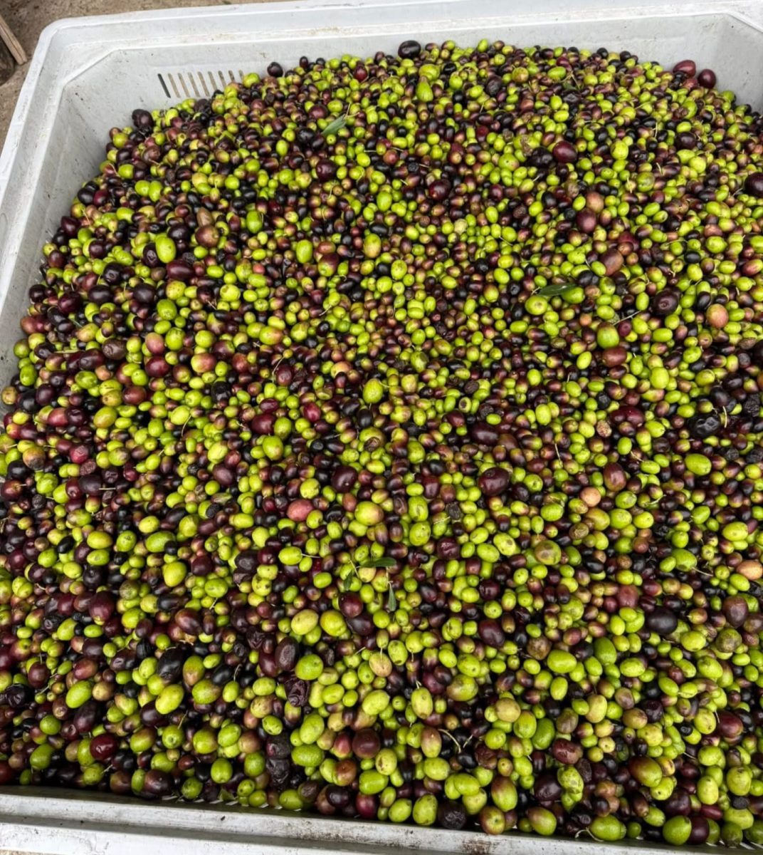 WhatsApp-Image-2025-10-24-at-15.47.18