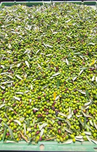 WhatsApp-Image-2025-10-24-at-15.45.48