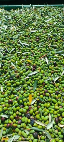 WhatsApp-Image-2025-10-24-at-15.45.52