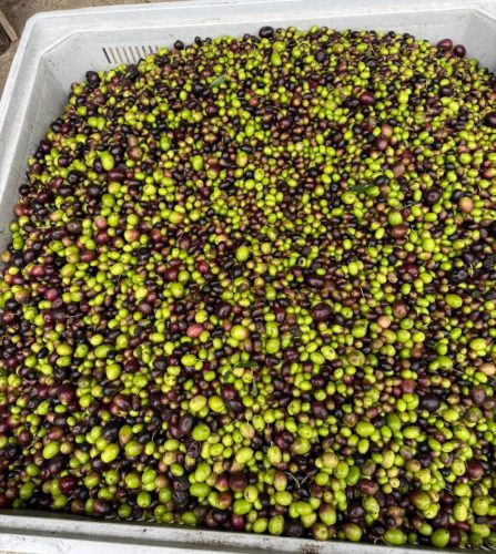 WhatsApp-Image-2025-10-24-at-15.47.18